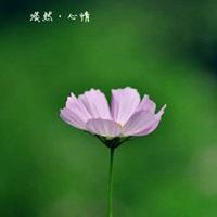 关于花带字的头像图片唯美图片