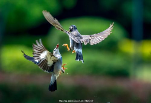 2020丝光鸟~~ (共p)