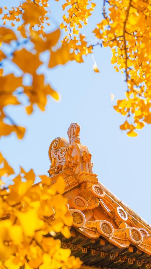 秋天的唯美银杏风景,风景-手机壁纸