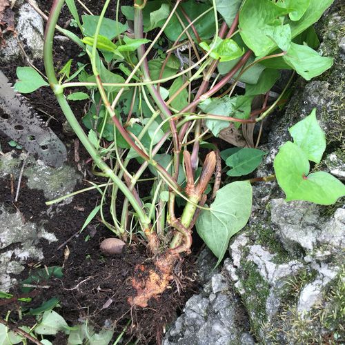 看看这是什么中药,贵州大山里面的.不是虎仗.不要误答