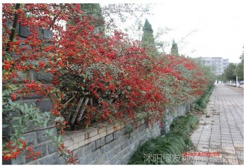 产地批发:火棘 火棘种子 火把果种子铁篱笆 用军粮吉祥果