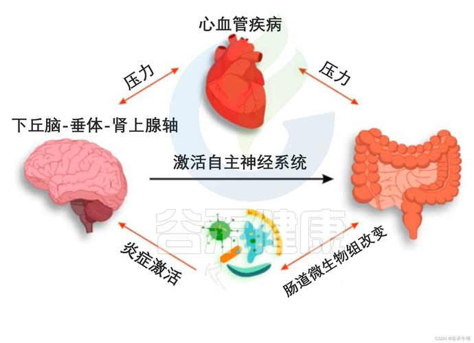 肠道介质-血液/淋巴-大脑-ans-cvd疾病