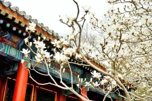 海淀春花播报第7期:不只是玉兰,颐和园里还下起了桃花