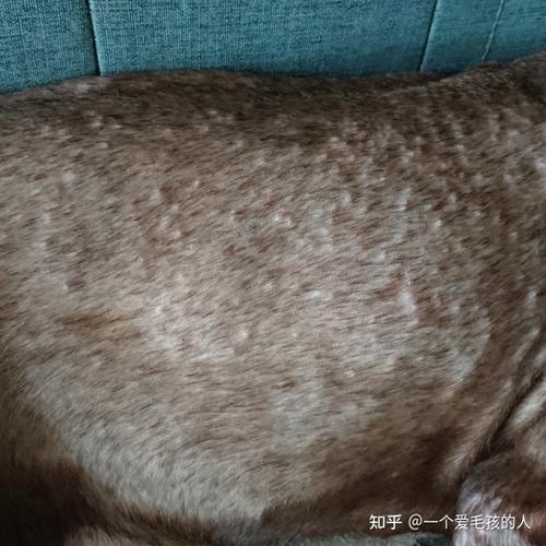 你好,狗狗的皮肤目前看来可能是有细菌性感染造成的脓皮症