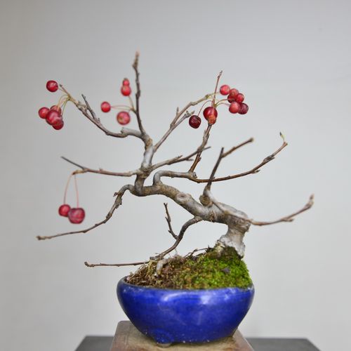 中国记忆-日本 深山海棠盆景小品 9果物开花红果进口现货