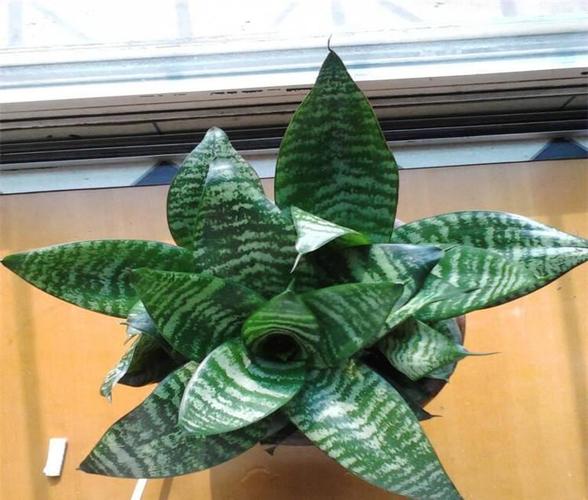 花卉盆栽 金边虎皮兰 短叶虎尾兰 释放负离子 迷你办公桌植物