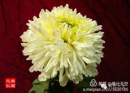 吟诗就菊——80款稀世菊花送给你,不看遗憾终生!
