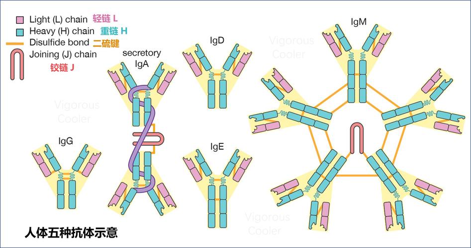 疑:羊驼抗体能够消灭新型冠状病毒