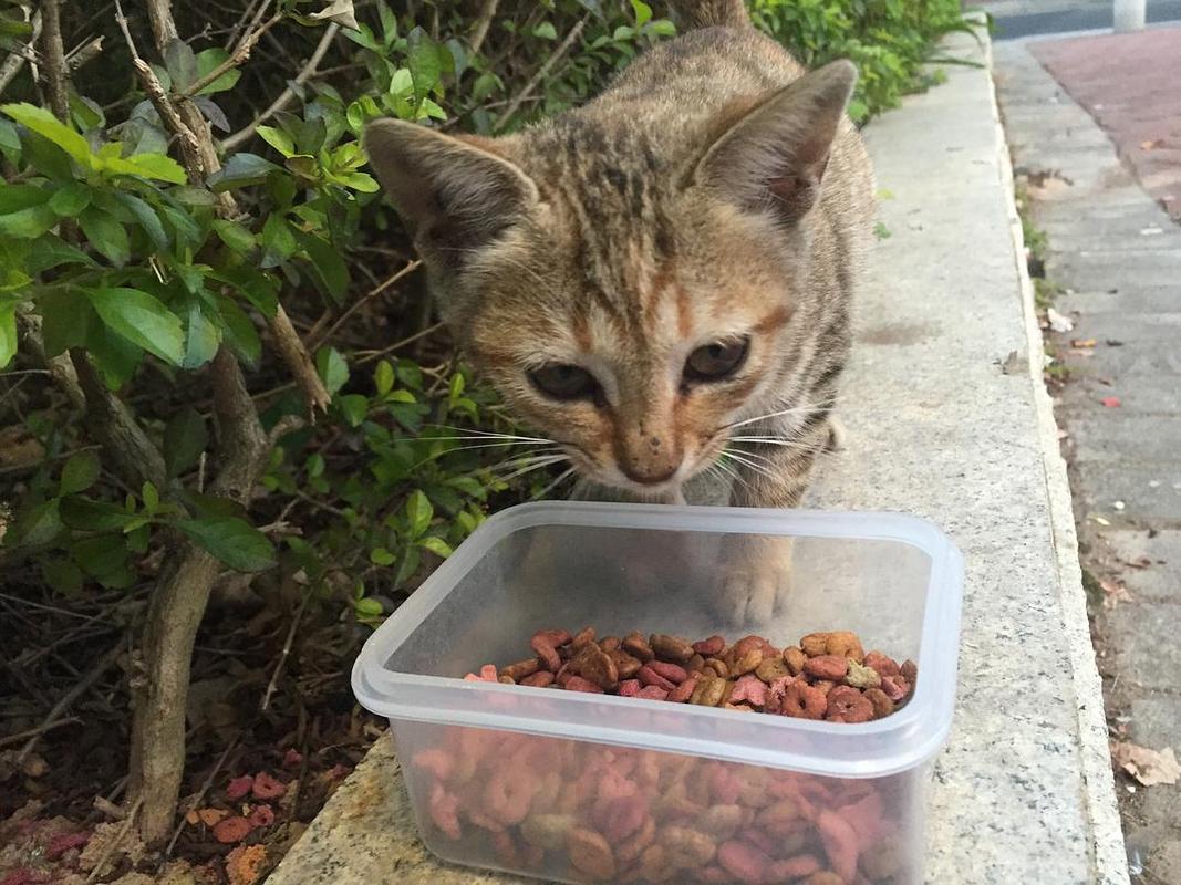 喂养的流浪猫