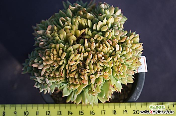 拉霍亚缀化1487 多肉植物