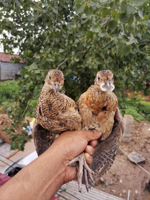 七彩山鸡半大山鸡活体脱温小山鸡纯种大山鸡七彩鸡 半斤重小山鸡10只