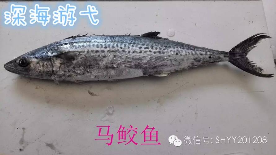 【深海游弋】9日周二下船野生海鱼海虾海蟹予订!