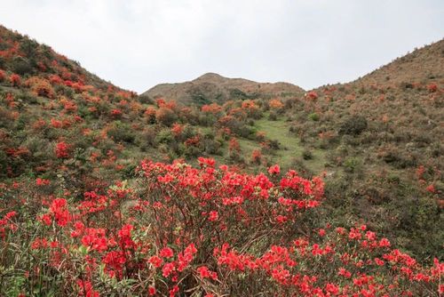 别错过!新兴天露山红杜鹃开满漫山遍野,每天吸引超多人赏花!
