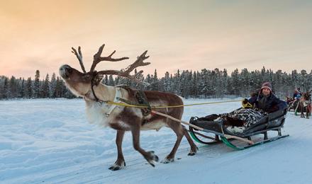 芬兰罗瓦涅米 哈士奇雪橇驯鹿雪橇半日游 (狗拉雪橇/超丰富套餐/24