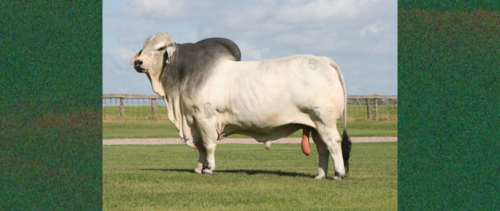 用印度教的祭司贵族婆罗门命名的肉牛牛种,一同来看看这是一头什么牛