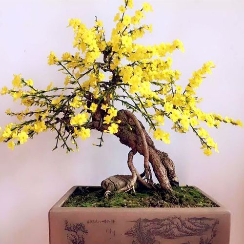 迎春花盆景老桩一物一拍提根造型盆栽攀援耐寒花卉