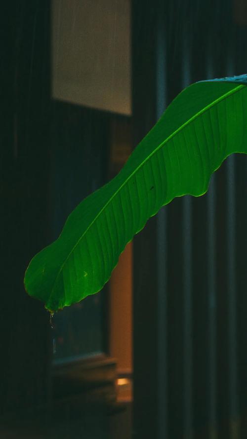 雨打芭蕉是我国古代文学中重要的抒情意象