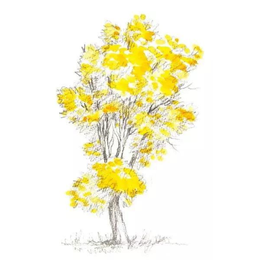 树的水彩画法和步骤教程