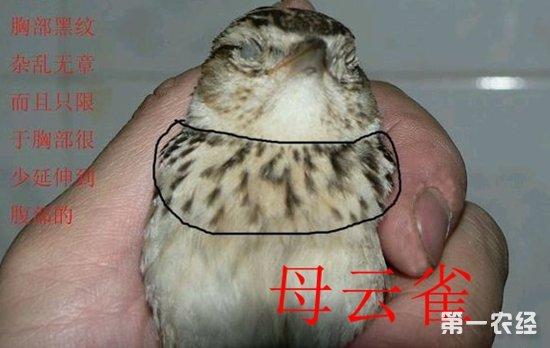 云雀鸟公母辨别图片对比,云雀雏鸟怎么分公母