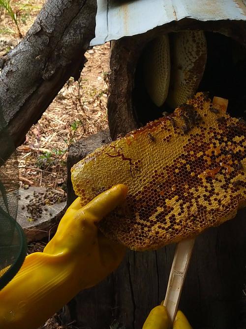 野 生蜂蜜大量收获中