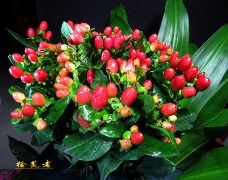 火龙珠常用作切果或观花,叶厚纸质,果呈鲜红色,富光泽,经久贮存果色不