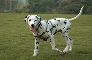 斑点狗活体短毛