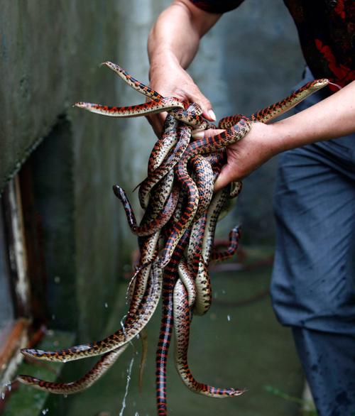 探秘中国最"毒"村:浙江蛇村 到处是剧毒蛇(组图)