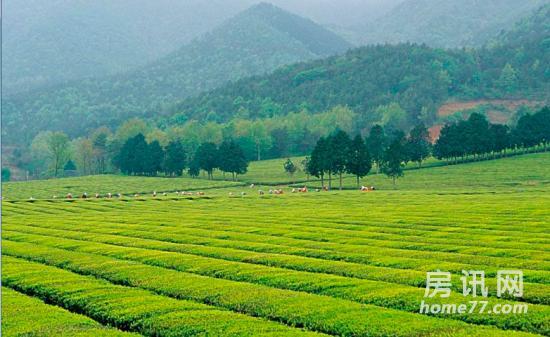 【九里峰山】定制私家农场,带您领略悠然的田园生活!