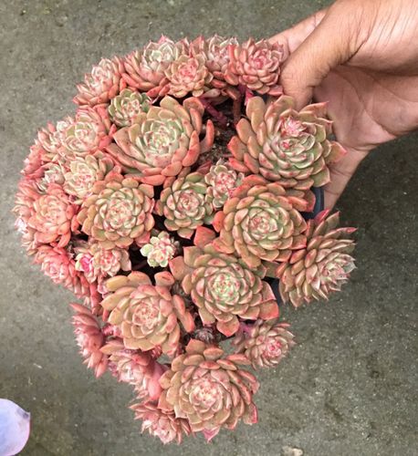 多肉植物奥利维亚老桩