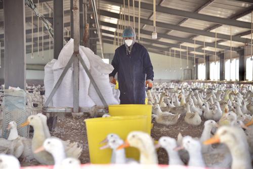 乌敦套海镇卡不其村的龙头养殖企业,共占地800亩,建设110个养殖大棚