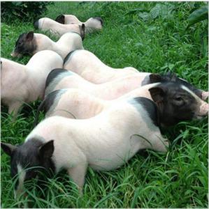 巴马香猪 小香猪活体 宠物猪 烤乳猪 活猪仔苗包活到家