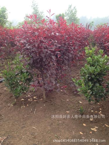 批发紫叶稠李 紫叶矮樱 绿化工程苗风景树苗庭院植物西北地区