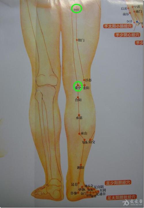 腰胯臀部解剖与经**