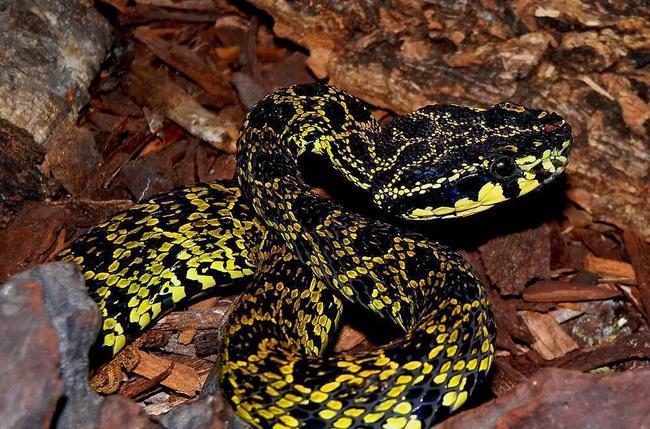 菜花原矛头蝮太像黄黄的菜花啦我国剧毒蛇