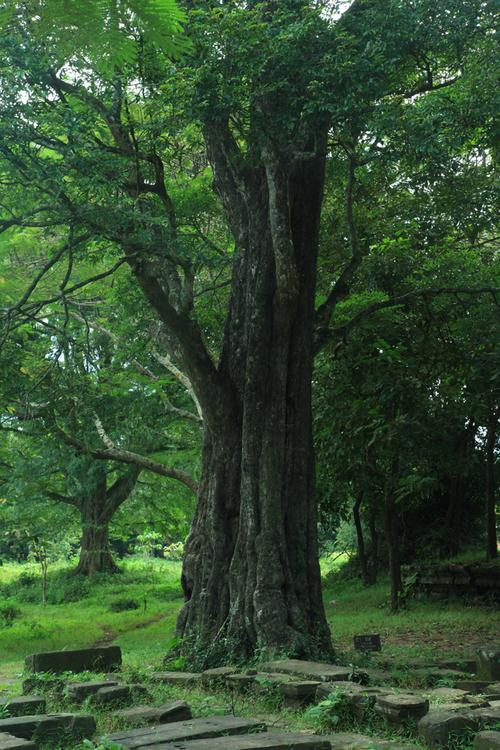 这棵树也是一棵珍贵的黑檀,柿树科柿属.