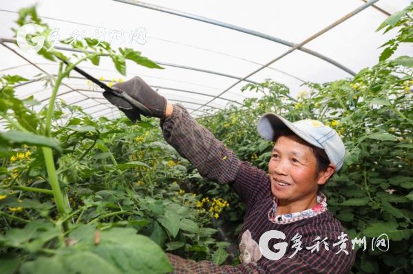 赫章县100万斤圣女果陆续上市 助农增收