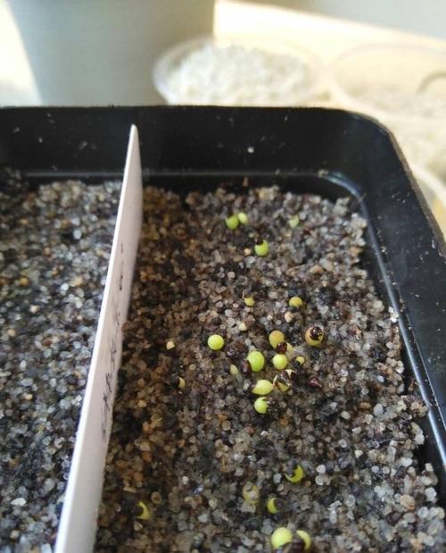 仙人球也可以"播种",发芽率高,出苗多,长胖又开花_种子