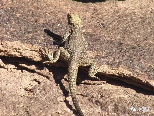 中文正名:新疆岩蜥 学名:laudakia/agama stoliczkana 别名:新疆鬣蜥