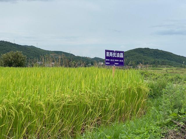 湖南郴州:农村稻谷品种的名字原来这么多,读着别扭还好长!