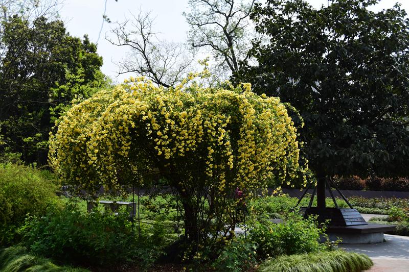 不远处,还孤植有一株黄木香花.