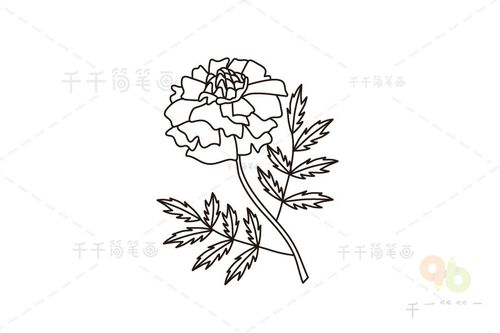 艳丽的万寿菊简笔画