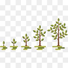 一颗果树的生长过程
