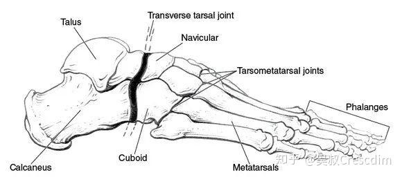 横跗关节理解足踝损伤与生物力学的关键