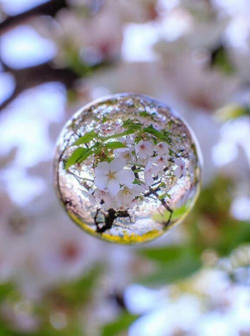 水滴花 