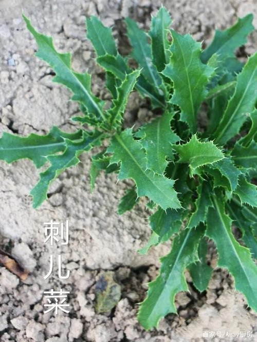 带大家认识一下八种最常见的野菜