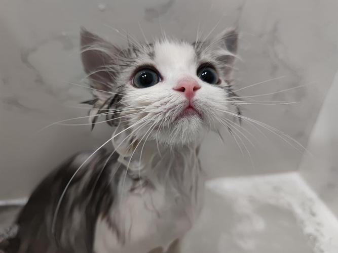 长毛猫洗澡前后判若两猫