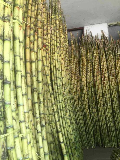 青皮甘蔗图片(2)