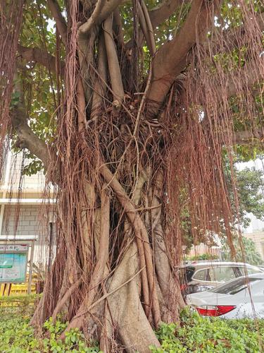 这是大叶榕树,树干有很多气根,像老爷爷的胡子一样