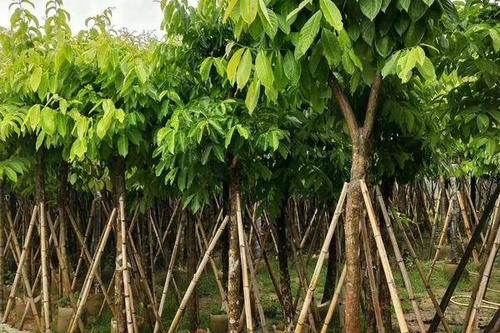 0/棵  大叶紫薇5至15公分出售