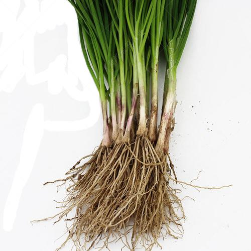 寿光独根红宽叶韭菜苗现挖紫红根韭菜根阳台盆栽四季播蔬菜种菜